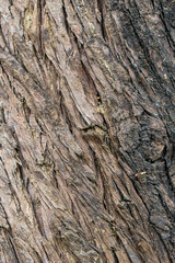 Brown Wood tree texture, surface pattern, bark of tree