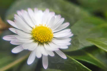 Closeup of a beautiful yellow and white Marguerite, Daisy flower