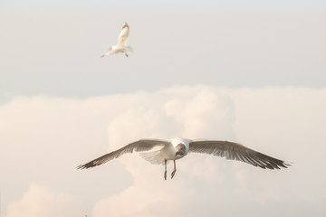 Close up Seagull flying in the air and sky background.Freedom seagull expand wings in the sky.
