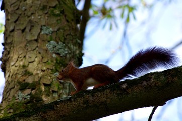 Ecureuil sur un arbre