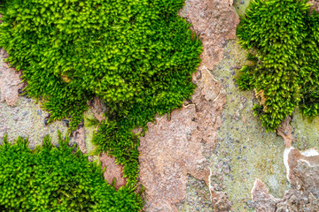 Moss on plane tree bark, tree bark texture