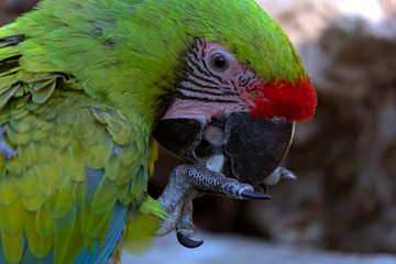 colorful parrot