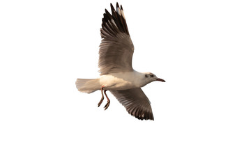 Seagull isolated on white background and with clipping path.Close up Seagull flying in the air and sky background.Freedom seagull expand wings in the sky. 