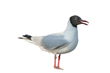 Seagull isolated on white background and with clipping path. 
