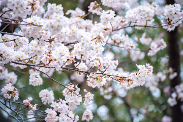 Cherry blossoms in full bloom Ueno Park