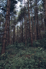 Obraz premium Tall trees in pine forest