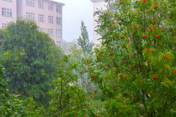 Heavy summer rain in the city on the background of green trees