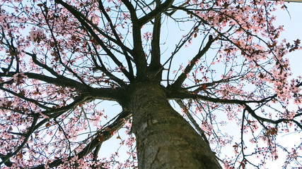 Plum Blossoms, pink flowers in spring, gift card concept