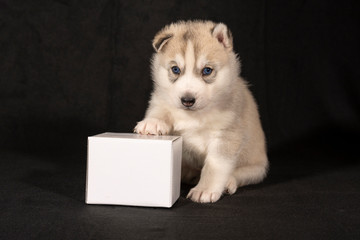 Husky Welpe sitzt mit Werbefläche Karton Kiste vor schwarzem Hintergrund mit rotem Halsband