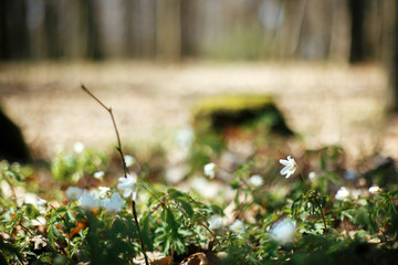 Beautiful anemones flowers in sunny spring woods. Fresh first white  flowers in warm sunlight in the forest. Springtime. Hello spring. Selective focus. Space for text
