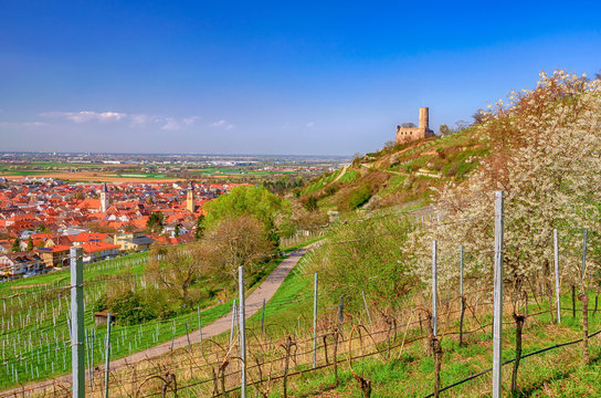 Weinberge mit Strahlenburg und Schriesheim an der Bergstra&szlig;e im Fr&uuml;hling, Odenwald 