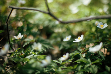 Beautiful anemones flowers in sunny spring woods. Fresh first white  flowers in warm sunlight in the forest, selective focus. Springtime. Hello spring. Soft macro image. Space for text