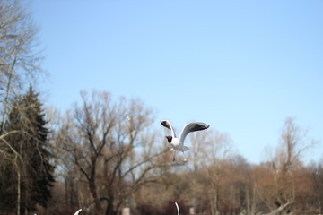 bird, sky, seagull, flying