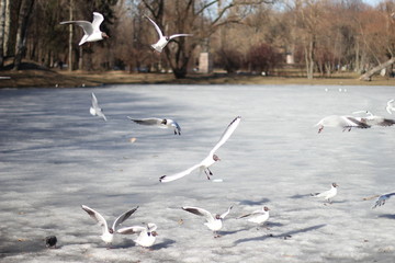 bird, sky, seagull, flying