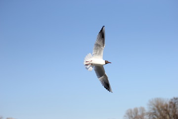 bird, sky, seagull, flying