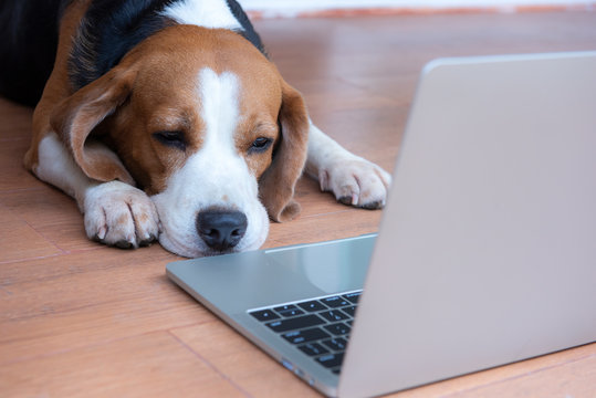 Beagle dogs work in the office at the computer. Concentrate and look at the screen with sleepiness