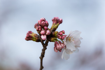 日本の桜