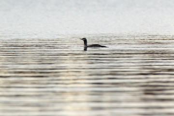 Red-throated Diver (Gavia stellata).