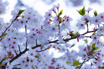 日本の桜