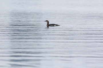 Black-throated Diver (Gavia arctica).