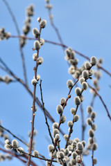 Branch of willow on background of blue sky © JT Fisherman