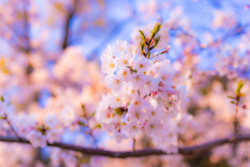 日本の桜
