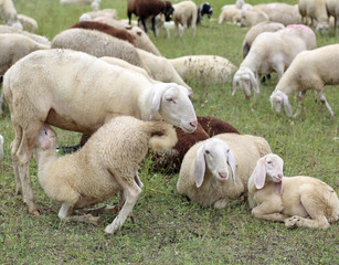 mother sheep feeding her lamb in the flock