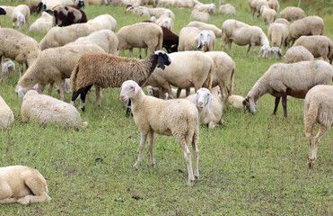 Obraz na płótnie Canvas flock with white sheep and lambs grazing