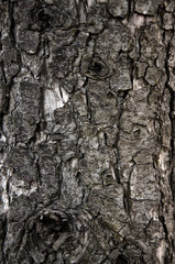 close-up texture of a tree
