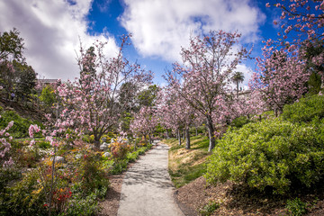 cherry blossom and garden