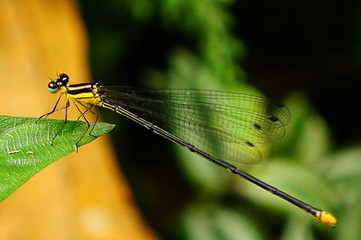 Yellow dragonfly on green leaf