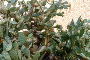 Fototapeta premium Fig tree in the medieval village of Antibes in a sunny winter day