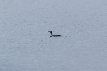 Gavia_stellata