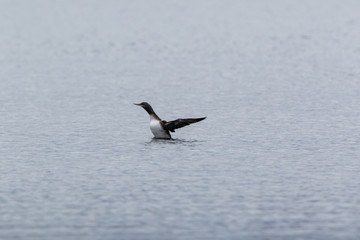Red-throated Diver (Gavia stellata).