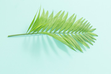 palm leaves on paper background