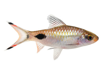 Dawkinsia filamentosa Barb Aquarium fish 
