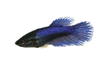 Fototapeta premium Crowntail female betta splendens Siamese fighting fish aquarium fish 