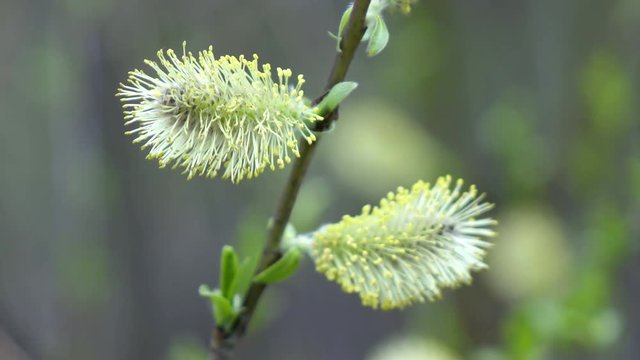 earrings on Yves acutifoliate, Krasnotal, the Red willow, Shelyuga a close up in sunny day