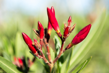 Red Flower in zeroscape garden