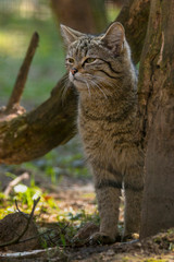 wild cat in the green season leaf forest