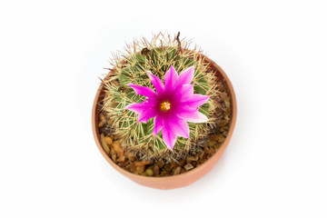 Top view Cactus has pink flower in pot isolated on white background