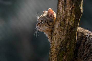 wild cat in the green season leaf forest