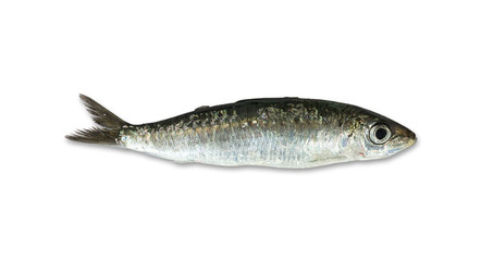 one fresh sardine isolated on white