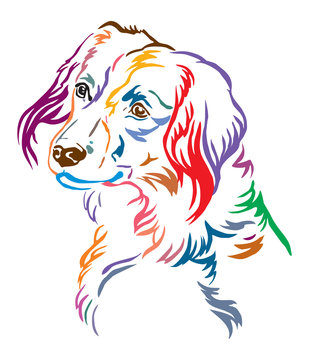 Colorful decorative portrait of Nederlandse Kooikerhondje Dog vector illustration