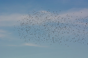 flock of starlings