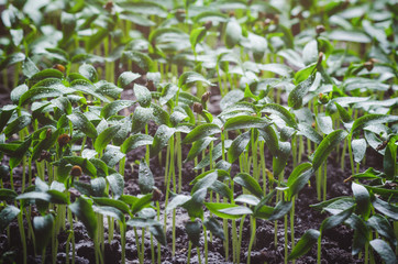 Pepper seedlings with water droplets on the leaves
