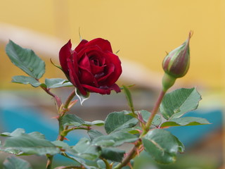 Obraz premium Flower after the rain
