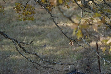 Fototapeta premium Autumn Forest