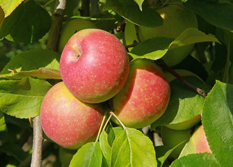 Pommes rouges variété Jonagold	