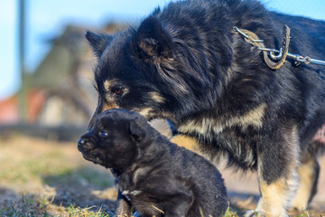 Dog with a puppy